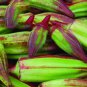 40 PCS Seeds Rare Hill Country Green Okra with red stripe herb vegetables