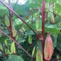 40 PCS Seeds Rare Hill Country Green Okra with red stripe herb vegetables