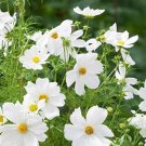 100 PCS Seeds Sunset Yellow Cosmos bipinnatus Annual Flowers