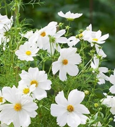 100 PCS Seeds Sunset Yellow Cosmos bipinnatus Annual Flowers