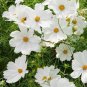 100 PCS Seeds Sunset Yellow Cosmos bipinnatus Annual Flowers