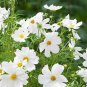 100 PCS Seeds Sunset Yellow Cosmos bipinnatus Annual Flowers