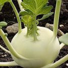 1000 PCS Seeds Tianjin Green Kohlrabi Orange Turnip cabbage