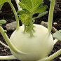 1000 PCS Seeds Tianjin Green Kohlrabi Orange Turnip cabbage
