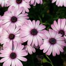 100 PCS Seeds Hybrid New Light Rose Pink Bellis perennis Daisy Flower 100 PCS Seeds Hybrid New Light Rose Pink Bellis perennis Daisy Flower