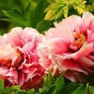 12 PCS Seeds Pink Chinese Luoyang Peony Mudan