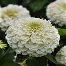 100 PCS Seeds Zinnia Youth-and-Old-Age White Flower