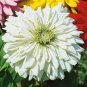100 PCS Seeds Zinnia Youth-and-Old-Age White Flower