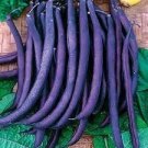 30 PCS Seeds Dark Bush Bean 'Royal Burgundy' Phaseolus vulgaris 30 PCS Seeds Dark Bush Bean 'Royal Burgundy' Phaseolus vulgaris