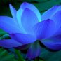 2 PCS Seeds Nelumbo Nucifera Dark Blue Lotus Flowers