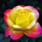 100 PCS Seeds Rsychic Rose