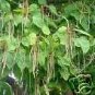 Catalpa Bignoides Southern Catalpa Tree Seeds Fresh Garden