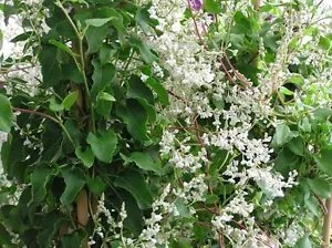 Polygonum Aubertii Silverlace Vine Seeds Fresh Garden