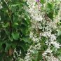 Polygonum Aubertii Silverlace Vine Seeds Fresh Garden