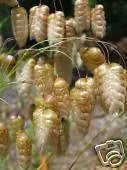 Briza Maxima Rattlesnake Grass Seeds Fresh Garden