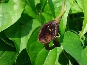Aristolochia Debilis Dutchmans Pipe Vine Exotic Seeds Fresh Garden