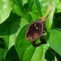 Aristolochia Debilis Dutchmans Pipe Vine Exotic Seeds Fresh Garden