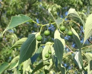 Celtis Australis Honeyberry Tree Seeds Fresh Garden
