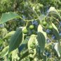 Celtis Australis Honeyberry Tree Seeds Fresh Garden