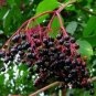 Sambucus Nigra Elderberry Shrub Seeds Fresh Garden