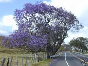 Jacaranda Mimosifolia Beautiful Tree Seeds Fresh Garden