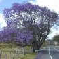 Jacaranda Mimosifolia Beautiful Tree Seeds Fresh Garden