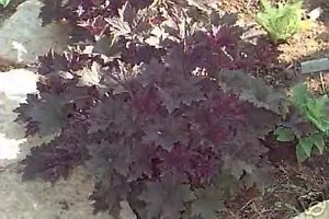 Heuchera Micrantha Palace Purple Coral Bells Seeds Fresh Garden