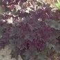 Heuchera Micrantha Palace Purple Coral Bells Seeds Fresh Garden