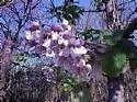 Paulownia Fortunei Unique Tree Seeds Fresh Garden