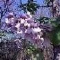Paulownia Fortunei Unique Tree Seeds Fresh Garden