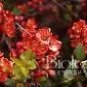 Chaenomeles Japonica Flowering Quince Shrub Seeds Fresh Garden