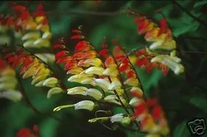 Mina Lobata Exotic Love Vine Seeds Fresh Garden