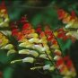 Mina Lobata Exotic Love Vine Seeds Fresh Garden