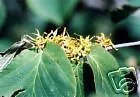 Hamamelis Virginiana Witch Hazel Shrub Seeds Fresh Garden