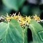 Hamamelis Virginiana Witch Hazel Shrub Seeds Fresh Garden