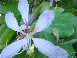 Bauhinia Variegata Purple Orchid Tree Exotic Seeds Fresh Garden