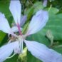Bauhinia Variegata Purple Orchid Tree Exotic Seeds Fresh Garden