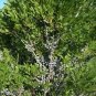 Myrica Pennsylvanica Northern Bayberry Seeds Fragrant Fresh Garden