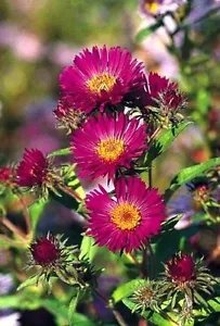 Aster Novae Angliae September Ruby Seeds Fresh Garden
