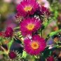 Aster Novae Angliae September Ruby Seeds Fresh Garden