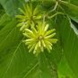 Camptotheca Acuminata Happy Tree Seeds Fresh Garden