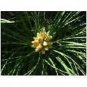 Pinus Tabulaeformis Pine Tree Seeds Fresh Garden