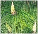 Pinus Roxburghi Roxburgh Pine Tree Seeds Fresh Garden