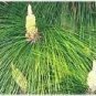 Pinus Roxburghi Roxburgh Pine Tree Seeds Fresh Garden