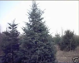 Abies Concolor Concolor Fir Tree Seeds Fresh Garden