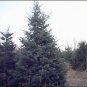 Abies Concolor Concolor Fir Tree Seeds Fresh Garden