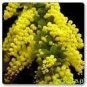 Acacia Baileyana Hardy Acacia Exotic Seeds Fresh Garden