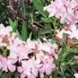 Nerium Oleander Hardy Pink Oleander Seeds Fresh Garden