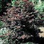 Acer Palmatum Bloodgood Redjapanese Maple Seeds Fresh Garden