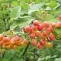 Viburnum Trilobum American Cranberrybush Viburnum Seeds Fresh Garden